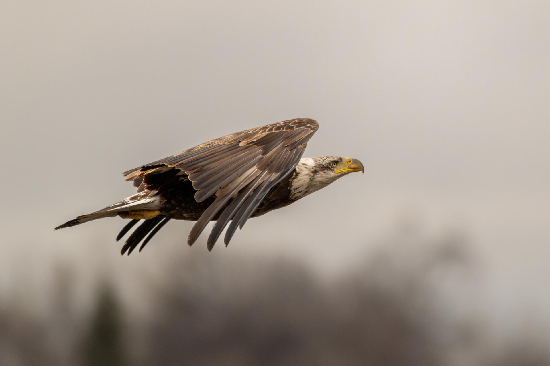 1st Place - Wildlife