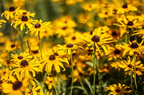 Photo of a group of yellow flowers